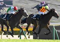 Ｒ7・ベゴニア賞レースパネル　ドリームコア