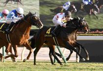 競馬,レース写真パネル | サンスポe-shop