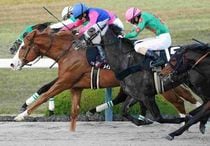 Ｒ7・りんくうSレースパネル　メイショウホウレン