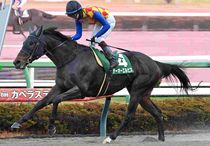 Ｒ7・カペラSレースパネル　テーオーエルビス