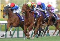 Ｒ7・阪神ジュベナイルフィリーズレースパネル　スターアニス