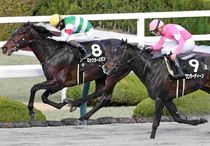 Ｒ7・ポインセチアSレースパネル　ロックターミガン