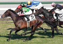 Ｒ7・メイクデビュー阪神（12/28)6Rレースパネル　キシダンチョウ