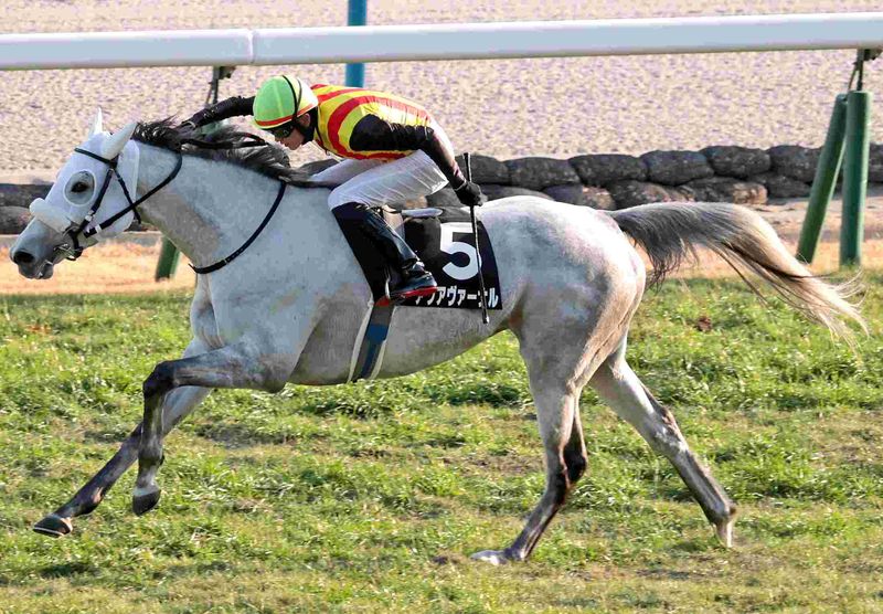 Ｒ8・万葉Sレースパネル　アクアヴァーナル