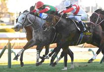 Ｒ8・ニューイヤーSレースパネル　カピリナ