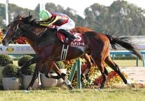 Ｒ8・日経新春杯レースパネル　ゲルチュタール