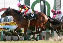 Ｒ8・河津桜賞レースパネル　ソルパッサーレ