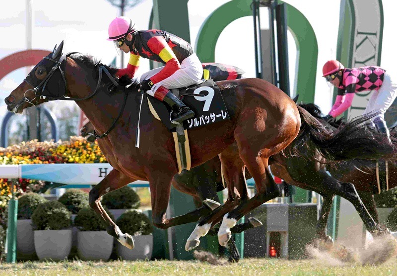 Ｒ8・河津桜賞レースパネル　ソルパッサーレ