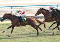 Ｒ8・若駒Sレースパネル　ショウナンハヤナミ