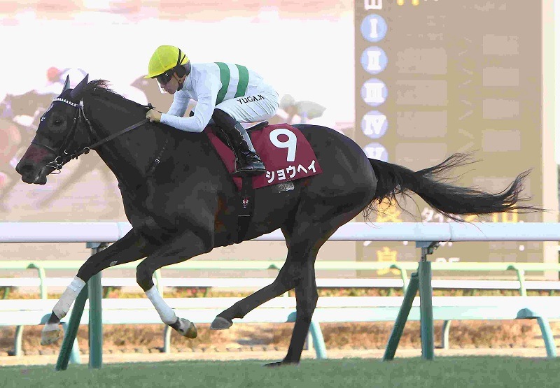 Ｒ8・アメリカジョッキークラブCレースパネル　ショウヘイ