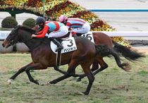 Ｒ8・メイクデビュー京都（1/31)5Rレースパネル　バリオス