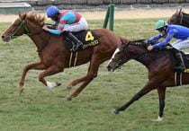 Ｒ8・エルフィンSレースパネル　スウィートハピネス