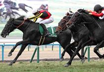 Ｒ8・きさらぎ賞レースパネル　ゾロアストロ