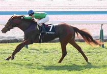 Ｒ8・北九州短距離Sレースパネル　ジョーメッドヴィン