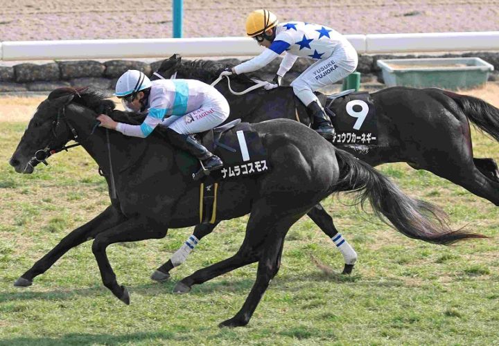 Ｒ8・こぶし賞レースパネル　ナムラコスモス