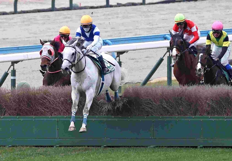 Ｒ8・小倉ジャンプSレースパネル　サンデイビス