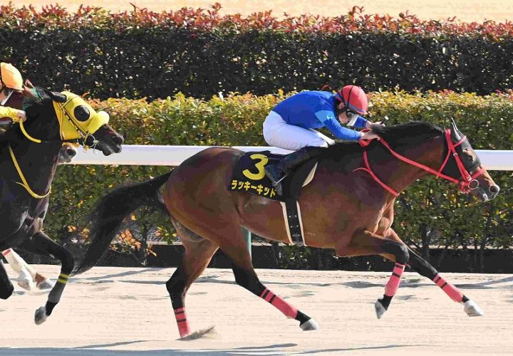 Ｒ8・ヒヤシンスSレースパネル　ラッキーキッド