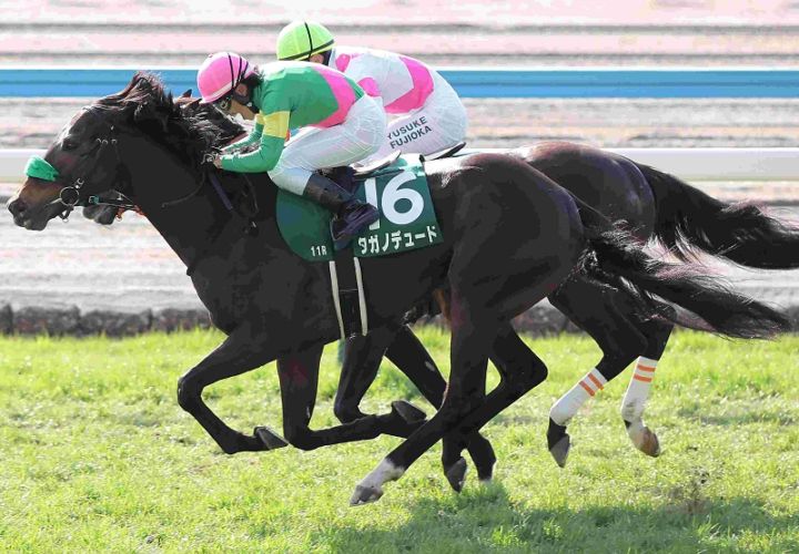 Ｒ8・小倉大賞典レースパネル　タガノデュード