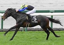 Ｒ8・松籟Sレースパネル　アマキヒ