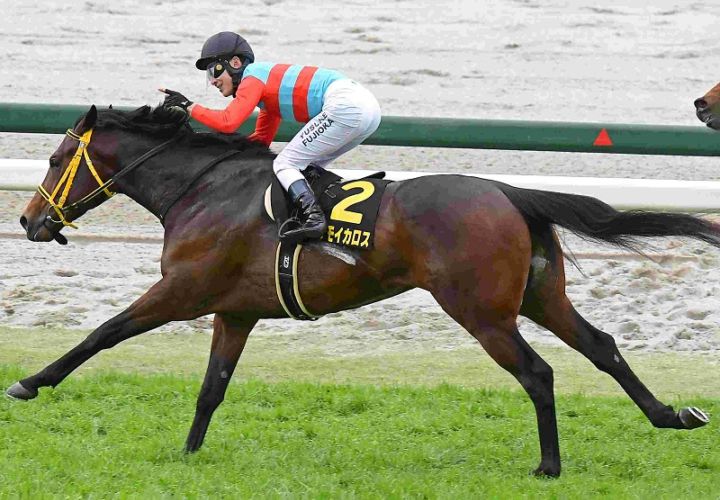 Ｒ8・マーガレットSレースパネル　タマモイカロス