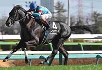 競馬,レース写真パネル | サンスポe-shop