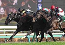 Ｒ8・オーシャンSレースパネル　ペアポルックス