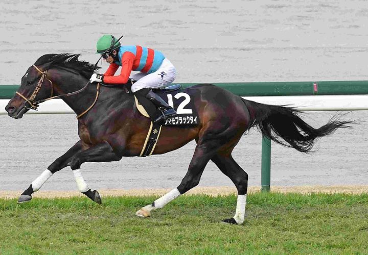 Ｒ8・米子城Sレースパネル　タマモブラックタイ