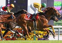 Ｒ8・金鯱賞レースパネル　シェイクユアハート