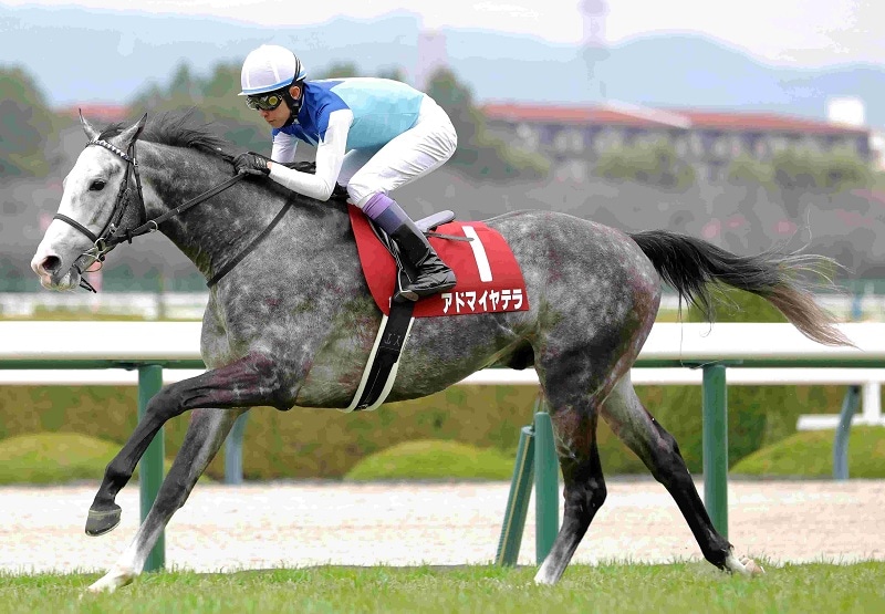 Ｒ8・阪神大賞典レースパネル　アドマイヤテラ