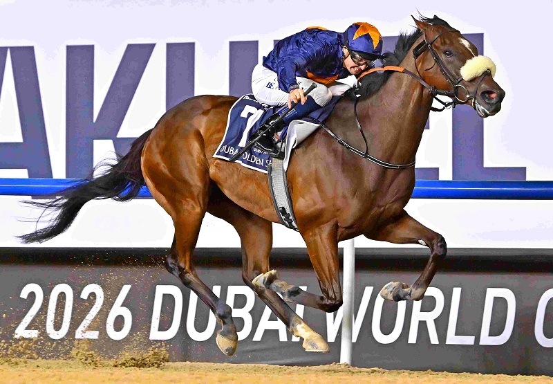 Ｒ8・ドバイゴールデンシャヒーンレースパネル　ダークサフロン　