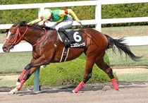 Ｒ8・バイオレットSレースパネル　エコロレーヴ