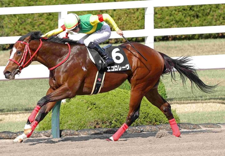 Ｒ8・バイオレットSレースパネル　エコロレーヴ