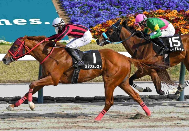 Ｒ8・吾妻小富士Sレースパネル　ラタフォレスト