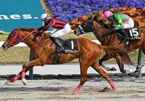 Ｒ8・吾妻小富士Sレースパネル　ラタフォレスト