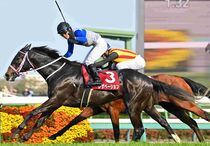 Ｒ8・ニュージーランドTレースパネル　レザベーション