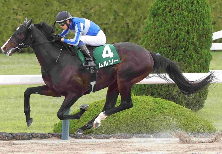 Ｒ8・アンタレスSレースパネル　ムルソー