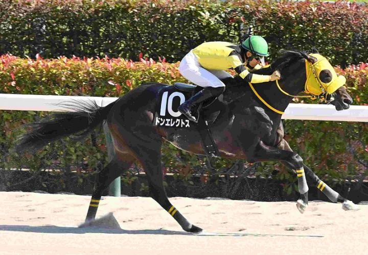 Ｒ8・青竜Sレースパネル　ドンエレクトス