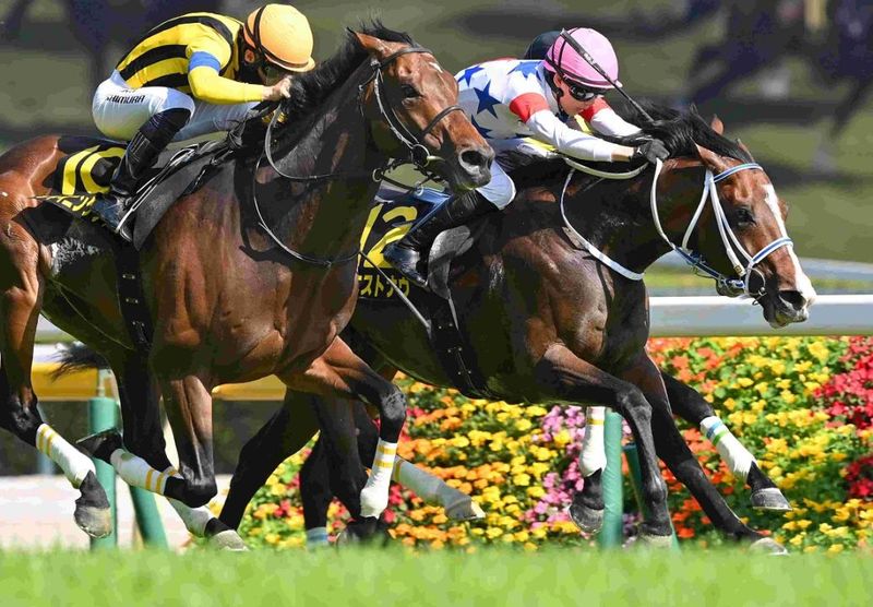 Ｒ8・メトロポリタンSレースパネル　ウエストナウ