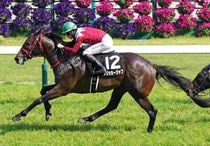 競馬,レース写真パネル | サンスポe-shop 競馬,レース写真パネル | サンスポe-shop