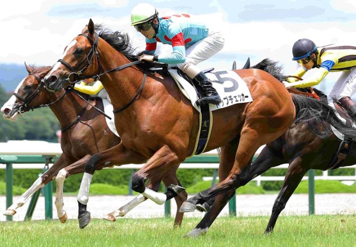 Ｒ8・メイクデビュー阪神（6/21)5Rレースパネル　トップチェッカー
