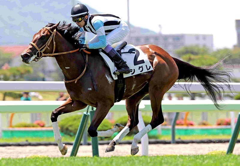 Ｒ8・メイクデビュー函館（6/28)5Rレースパネル　シグレ