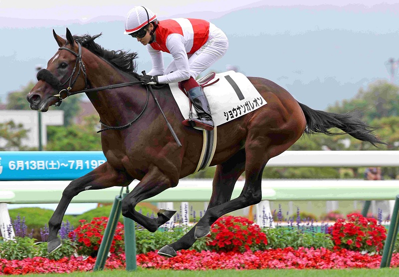 Ｒ8・メイクデビュー函館（7/5)5Rレースパネル　ショウナンガレオン