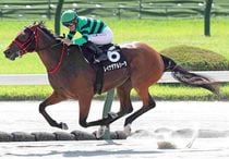Ｒ8・阿蘇Sレースパネル　レイナデアルシーラ