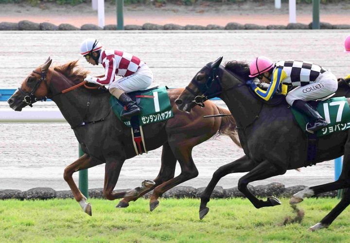 Ｒ8・小倉記念レースパネル　ゼンダンハヤブサ