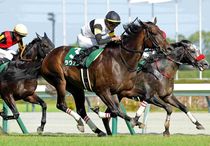 Ｒ8・中京記念レースパネル　ラヴァンダ