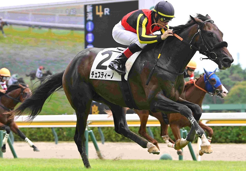 Ｒ8・メイクデビュー新潟（8/30)4Rレースパネル　チェスティーノ