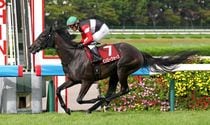 Ｒ8・ローズSレースパネル　モンローウォーク