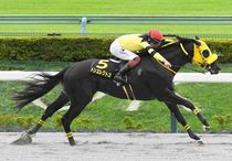 競馬,レース写真パネル | サンスポe-shop