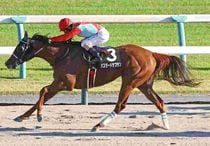 Ｒ8・太秦Sレースパネル　バスタードサフラン