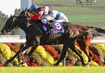 競馬,レース写真パネル | サンスポe-shop